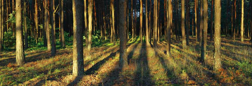 forest