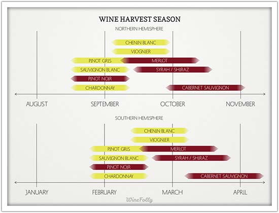 Wine Harvest